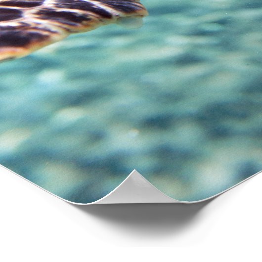 Poster Tortue (Coin)