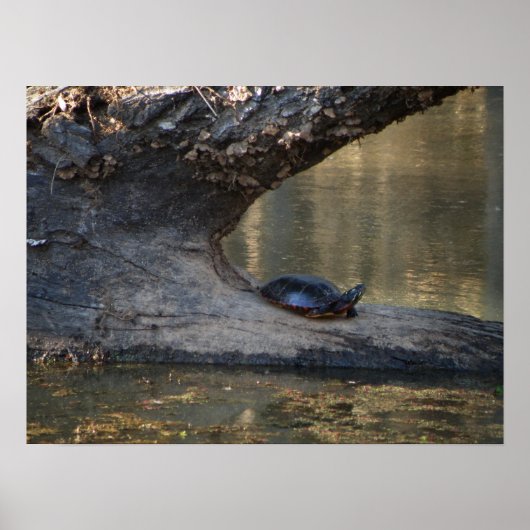 Poster Tortue (Devant)