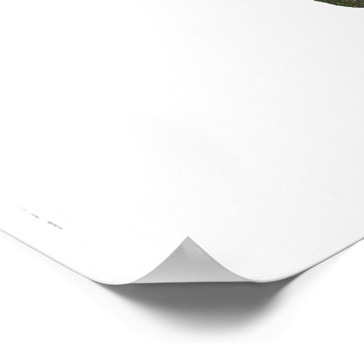 Poster Tortue (Coin)