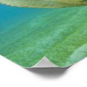 Poster Tortue (Coin)