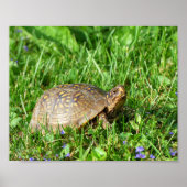 Poster Tortue (Devant)