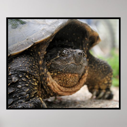 Poster Tortue (Devant)