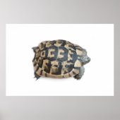 Poster Tortue (Devant)
