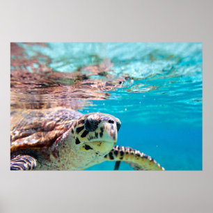 Poster Tortue