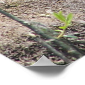 Poster Tortue2 (Coin)