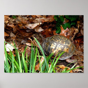 Poster Tortue à boîte orientale