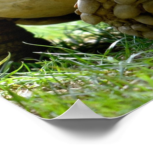 Poster Tortue africaine poussée marchant sur une carte po (Coin)