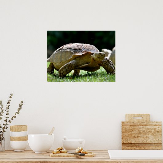 Poster Tortue africaine poussée marchant sur une carte po (Cuisine)