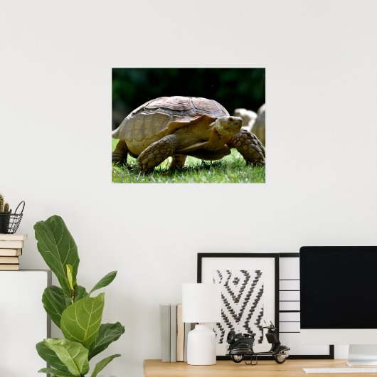 Poster Tortue africaine poussée marchant sur une carte po (Bureau à domicile)