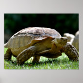 Poster Tortue africaine poussée marchant sur une carte po (Devant)