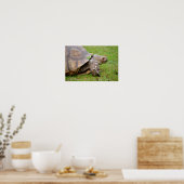 Poster Tortue aiguillée africaine sur l'herbe (Cuisine)