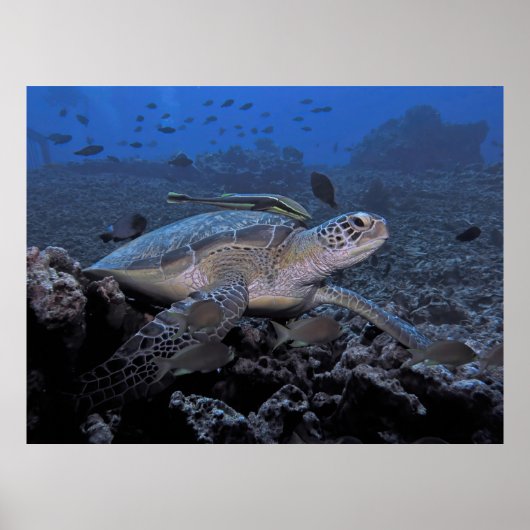 Poster Tortue avec Hitchhiker (Devant)