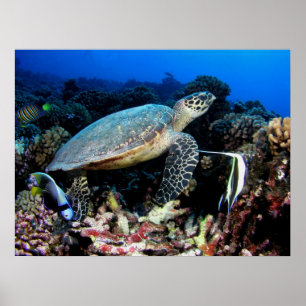 Poster Tortue avec l'affiche de poissons
