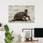 Poster Tortue-boîte commune (Bureau à domicile)