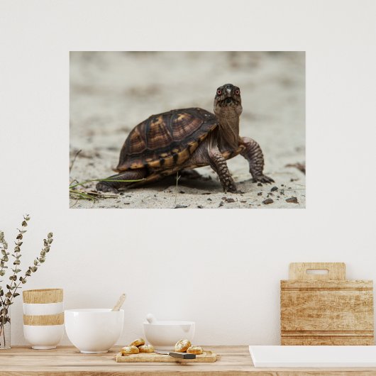 Poster Tortue-boîte commune (Cuisine)
