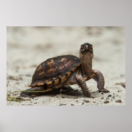 Poster Tortue-boîte commune (Devant)