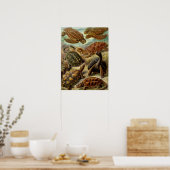 Poster Tortue (Chelonia) par Haeckel (Cuisine)