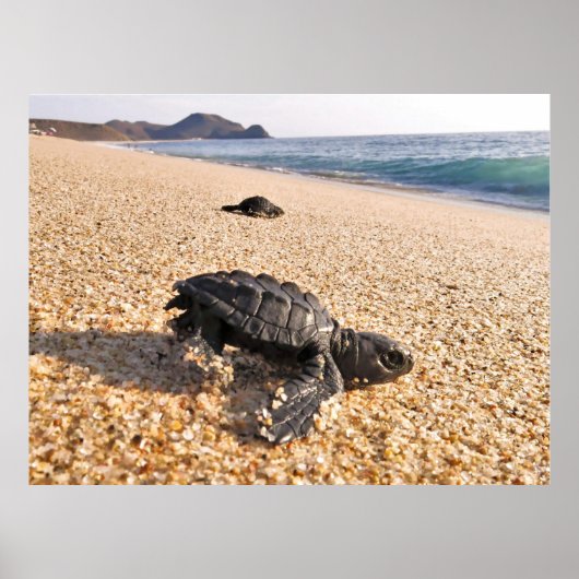 Poster Tortue de bébé (Devant)
