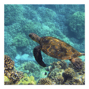 Poster tortue de mer