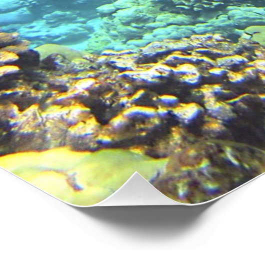 Poster tortue de mer (Coin)