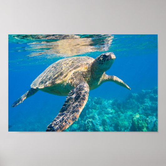Poster Tortue de mer (Devant)