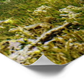 Poster Tortue de mer (Coin)