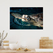 Poster Tortue de mer (Cuisine)