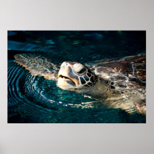 Poster Tortue de mer