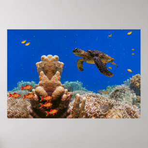 Poster Tortue de mer