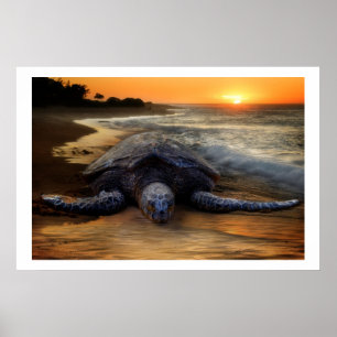 Poster Tortue de mer à l'affiche de coucher du soleil