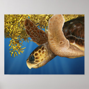 Poster Tortue de mer à tête noire Stylisée avec Sargassum