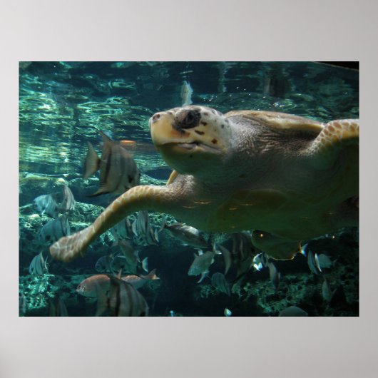 Poster Tortue de mer de Logger Head (Devant)