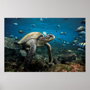 Poster Tortue de mer des Galápagos avec sergent-major Fis