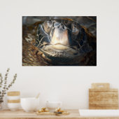 Poster Tortue de mer d'Hawaï (Cuisine)