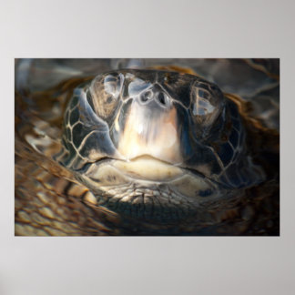 Poster Tortue de mer d'Hawaï
