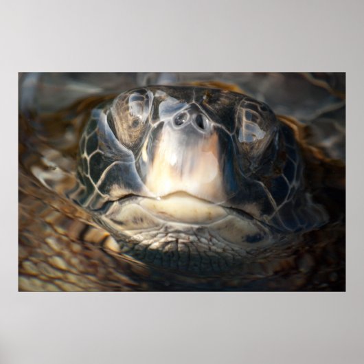 Poster Tortue de mer d'Hawaï (Devant)