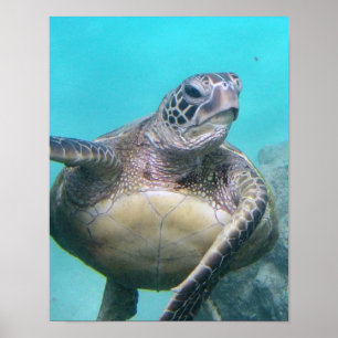 Poster Tortue de mer d'Hawaii