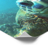Poster Tortue de mer d'Hawaii (Coin)