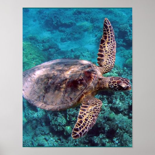 Poster Tortue de mer d'Hawaii (Devant)