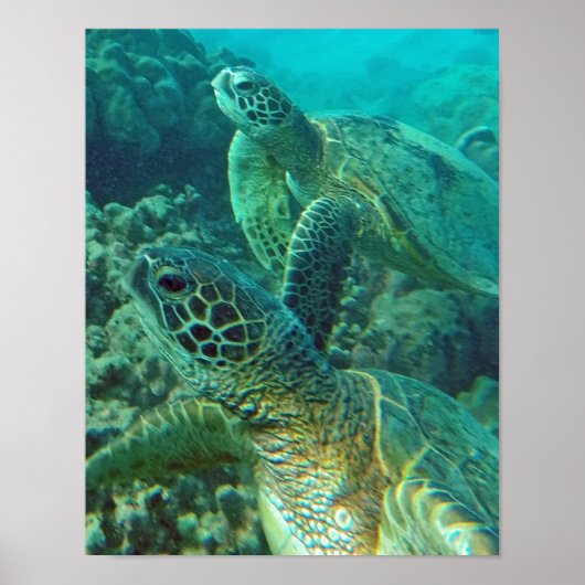 Poster Tortue de mer d'Hawaii (Devant)