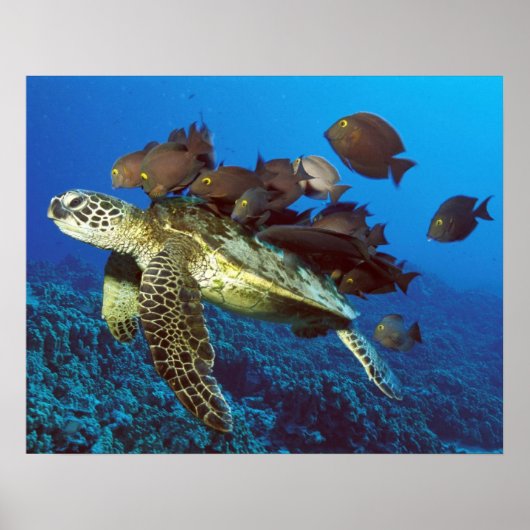 Poster Tortue de mer et poisson imprimé (Devant)
