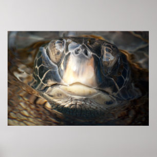 Poster Tortue de mer hawaïenne