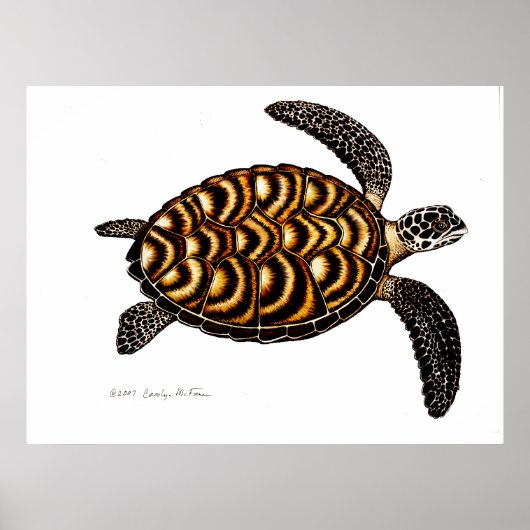 Poster Tortue de mer Hawksbill (Devant)