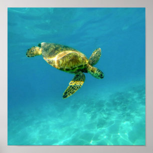 Poster Tortue de mer nageant dans l'eau turquoise de l'oc