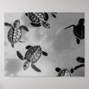 Poster Tortue de mer noire et blanche Tropical Printable 
