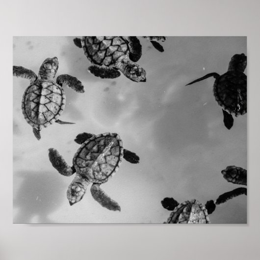 Poster Tortue de mer noire et blanche Tropical Printable  (Devant)