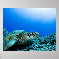 Tortue de mer reposant sous l'eau