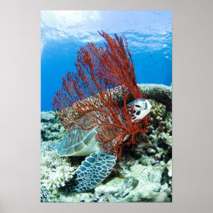 Poster Tortue de mer reposant sous l'eau