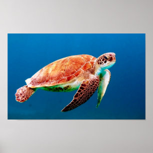 Poster Tortue de mer verte