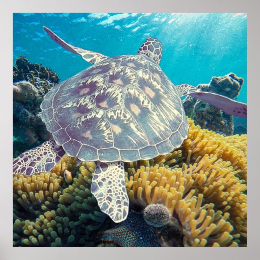 Poster Tortue de mer verte (Devant)